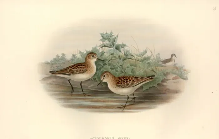 Framed Print : Calidris minuta, little stint Framed Print : Calidris minuta, little stint