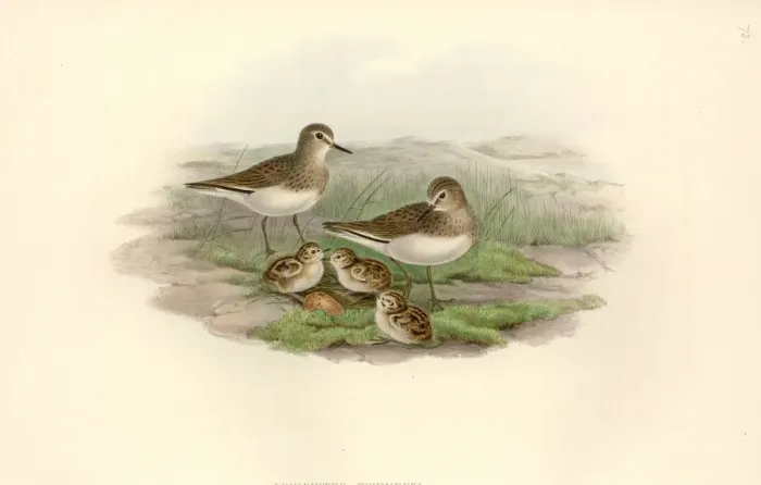 Framed Print : Calidris temminckii, Temmincks stint Framed Print : Calidris temminckii, Temmincks stint