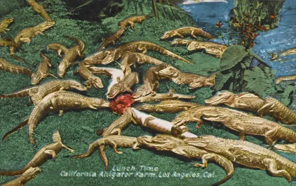 Los Angeles Alligator Farm Print: Lunchtime Chaos. Art Prints