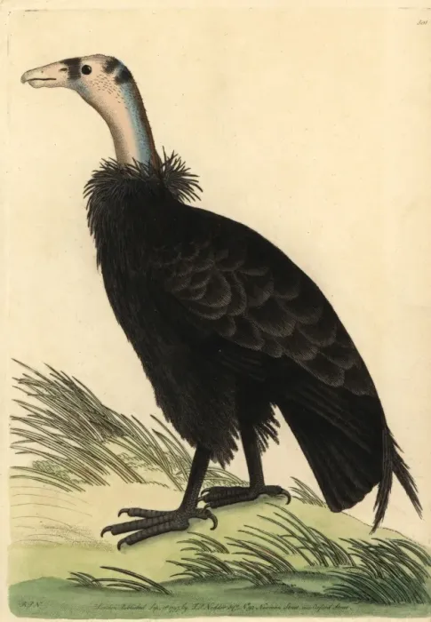 Framed Print : California condor, Gymnogyps californianus Framed Print : California condor, Gymnogyps californianus