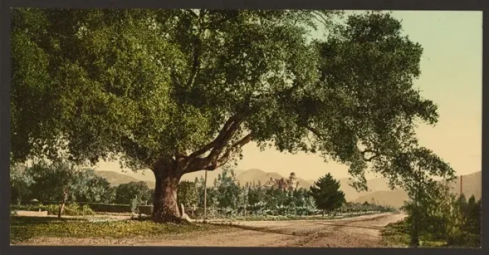 Framed Print : California. Orange Grove Avenue, Pasadena Framed Print : California. Orange Grove Avenue, Pasadena