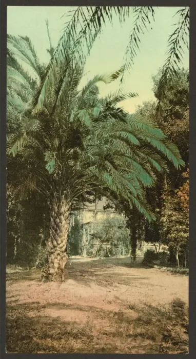 Framed Print : California. Palms at Glen Annie Framed Print : California. Palms at Glen Annie