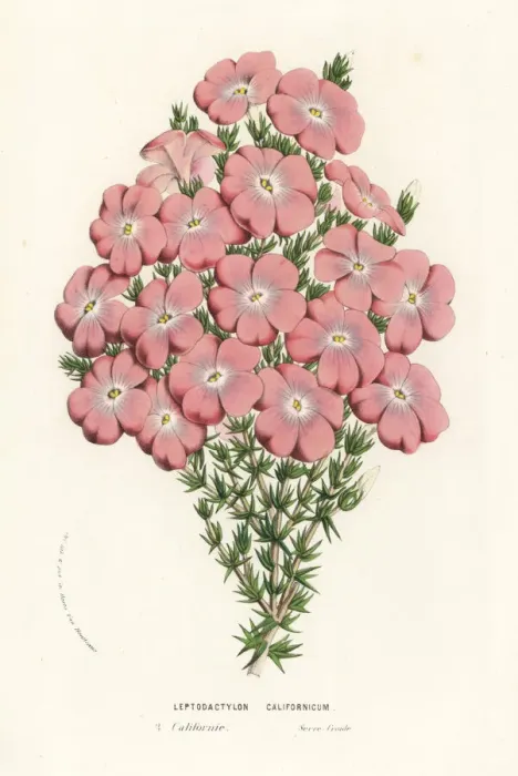 Framed Print : California prickly phlox, Leptodactylon californicum Framed Print : California prickly phlox, Leptodactylon californicum