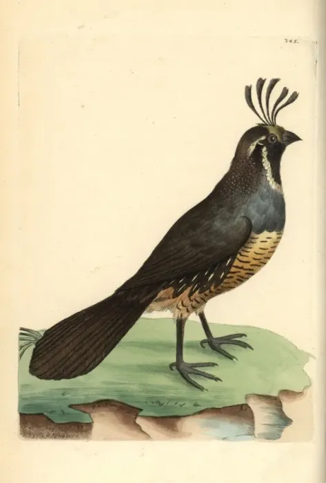 Framed Print : California quail, Callipepla californica Framed Print : California quail, Callipepla californica