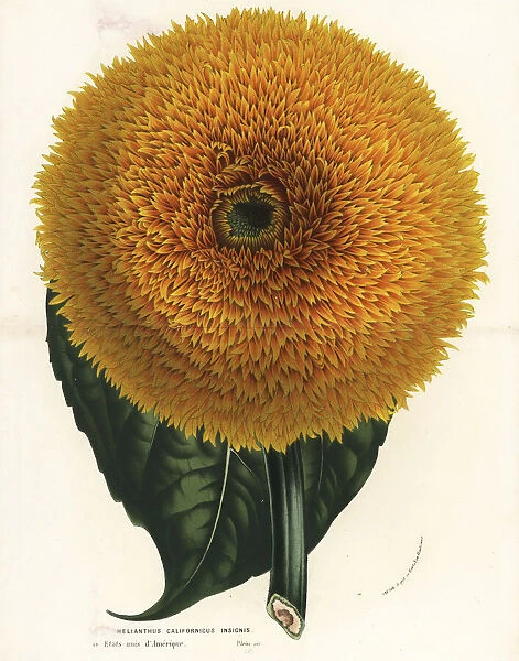 California sunflower, Helianthus californicus