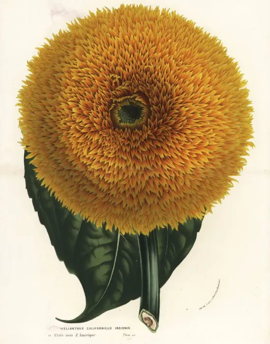 Framed Print : California sunflower, Helianthus californicus Framed Print : California sunflower, Helianthus californicus