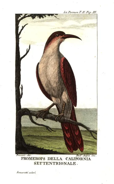 Framed Print : California thrasher, Toxostoma redivivum Framed Print : California thrasher, Toxostoma redivivum