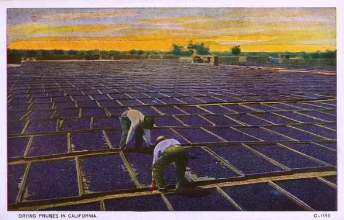 Framed Print : California, USA - drying prunes in the hot sun Framed Print : California, USA - drying prunes in the hot sun