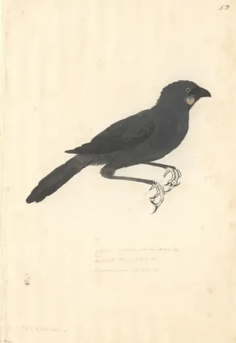 Framed Print : Callaeas cinereus, kokako Framed Print : Callaeas cinereus, kokako