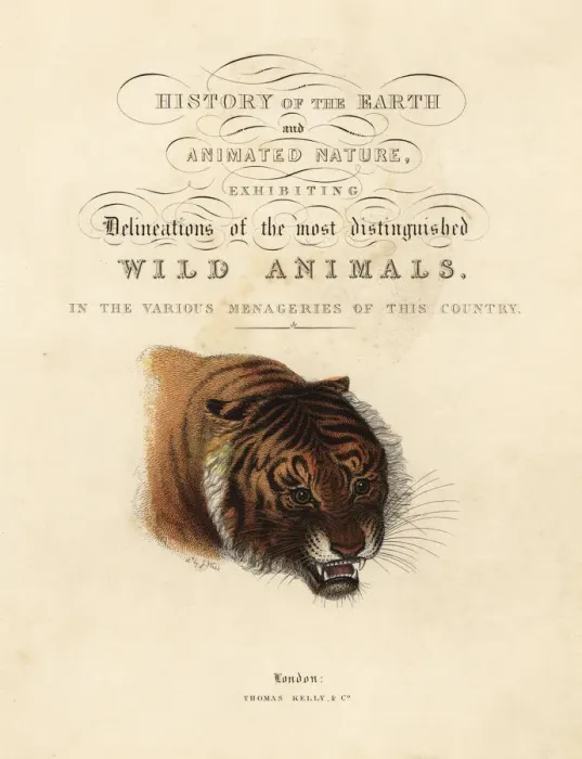 Framed Print : Calligraphic title page with vignette of tiger Framed Print : Calligraphic title page with vignette of tiger
