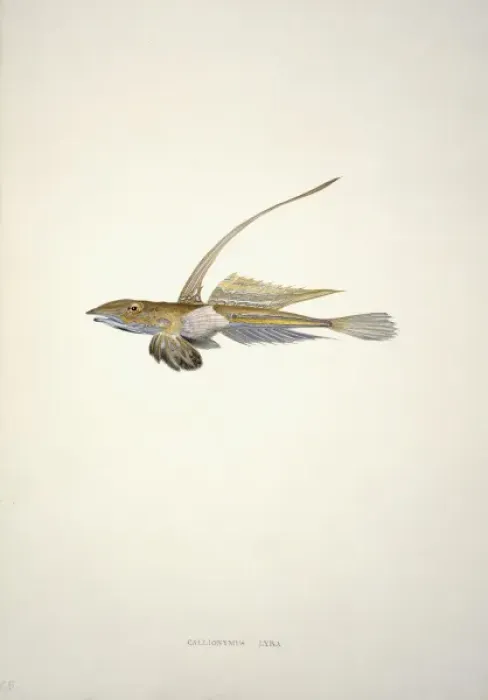 Framed Print : Callionymus lyra, dragonet Framed Print : Callionymus lyra, dragonet