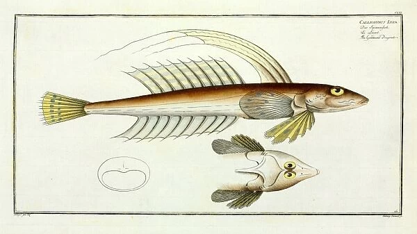 Callionymus lyra or the Gemmeous dragnet