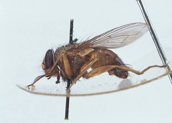 Calliphora vicina, blowfly larva and pupa