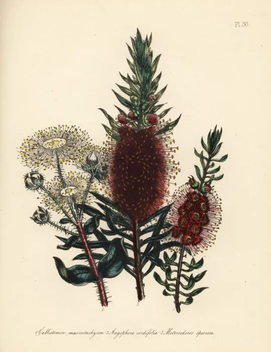 Framed Print : Callistemon, Angophora and Metrosideros Framed Print : Callistemon, Angophora and Metrosideros