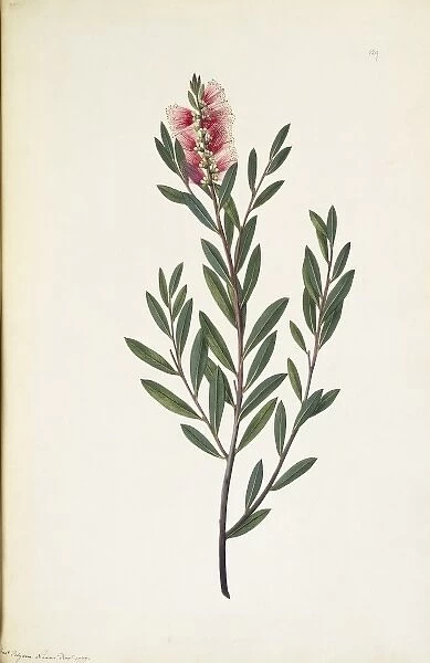 Callistemon citrinus, crimson bottlebrush