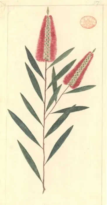 Framed Print : Callistemon linearifolius, bottlebrush Framed Print : Callistemon linearifolius, bottlebrush