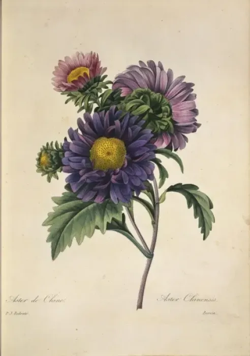 Framed Print : Callistephus chinensis, China aster Framed Print : Callistephus chinensis, China aster