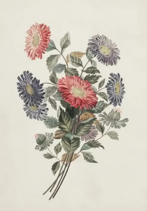 Framed Print : Callistephus chinensis, China aster Framed Print : Callistephus chinensis, China aster