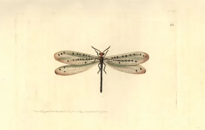 Framed Print : Callistoleon erythrocephalus Framed Print : Callistoleon erythrocephalus