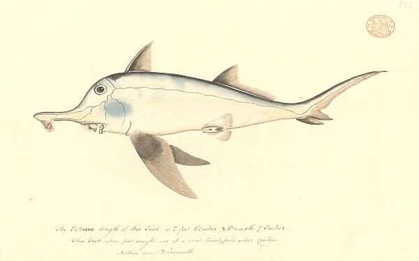 Callorhinchus milii, elephant fish
