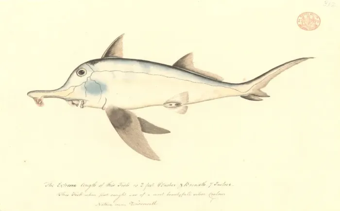 Framed Print : Callorhinchus milii, elephant fish Framed Print : Callorhinchus milii, elephant fish