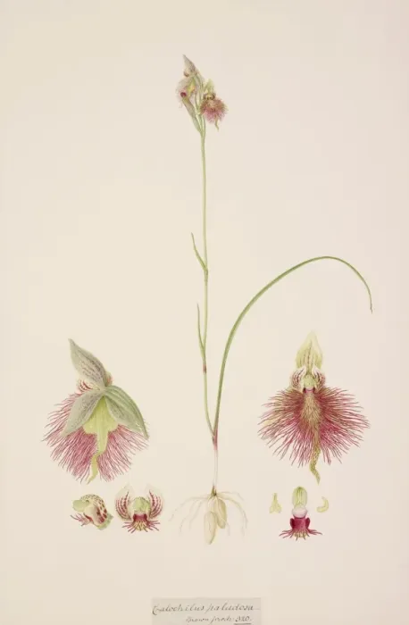 Framed Print : Calochilus paludosus, R. Br Framed Print : Calochilus paludosus, R. Br
