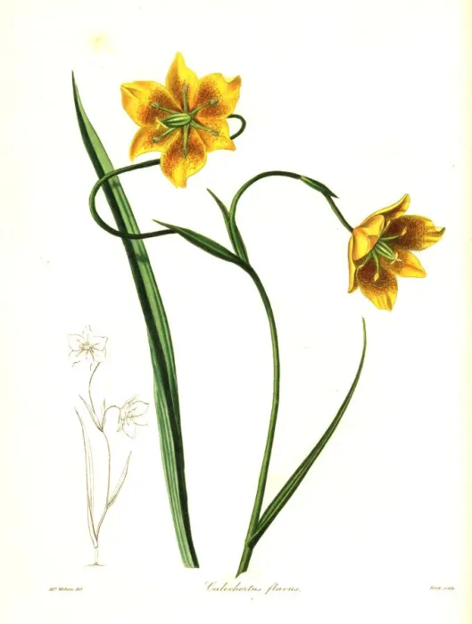 Framed Print : Calochortus barbatus lily Framed Print : Calochortus barbatus lily