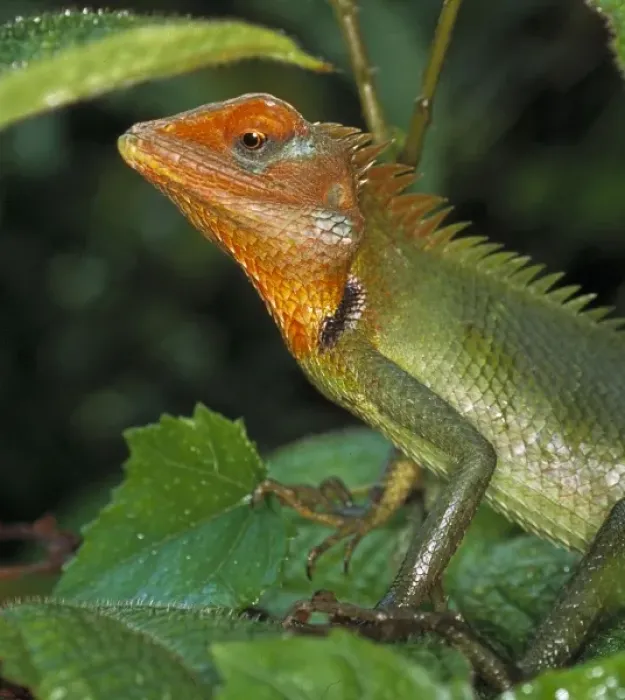 Framed Print : Calotes calotes, agamid lizard Framed Print : Calotes calotes, agamid lizard