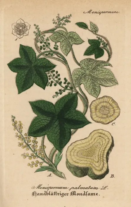 Framed Print : Calumba, Jateorhiza palmata Framed Print : Calumba, Jateorhiza palmata