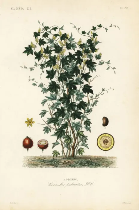 Framed Print : Calumba tree, Jateorhiza columba Framed Print : Calumba tree, Jateorhiza columba