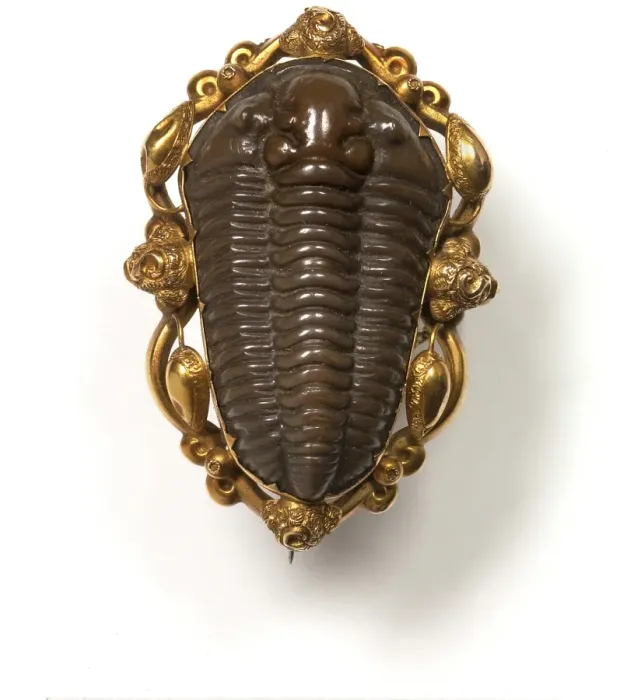 Framed Print : Calymene blumenbachii, locust trilobite Framed Print : Calymene blumenbachii, locust trilobite