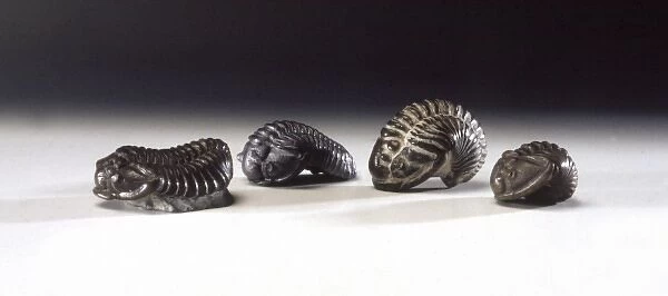 Calymene blumenbachii, trilobites
