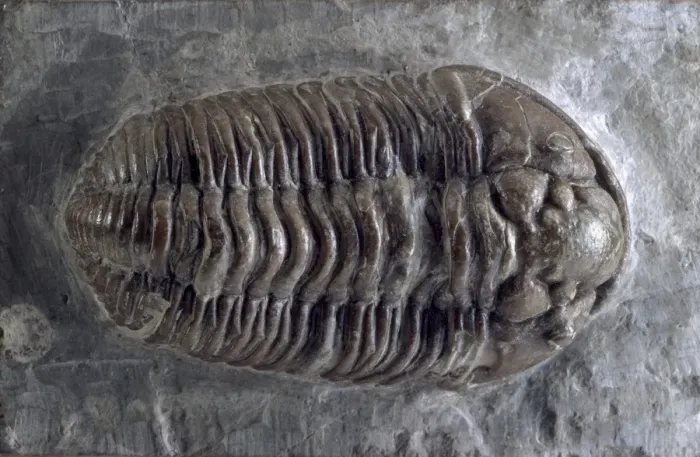 Framed Print : Calymene, trilobite Framed Print : Calymene, trilobite