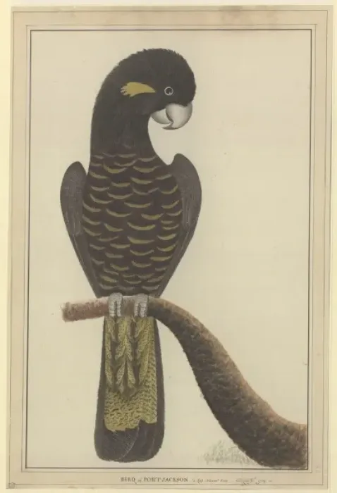 Framed Print : Calyptorhynchus funereus, yellow-tailed black cockatoo Framed Print : Calyptorhynchus funereus, yellow-tailed black cockatoo