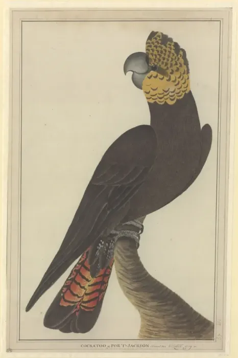 Framed Print : Calyptorhynchus lathami, glossy black cockatoo Framed Print : Calyptorhynchus lathami, glossy black cockatoo