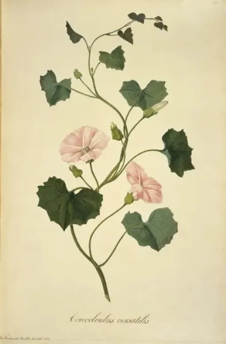 Framed Print : Calystegia tuguriorum, powhiwhi Framed Print : Calystegia tuguriorum, powhiwhi
