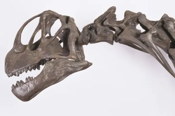 Framed Print : Camarasaurus Framed Print : Camarasaurus