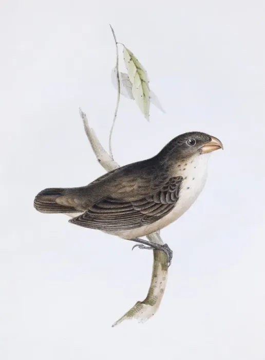 Framed Print : Camarhynchus psittacula, large tree finch Framed Print : Camarhynchus psittacula, large tree finch