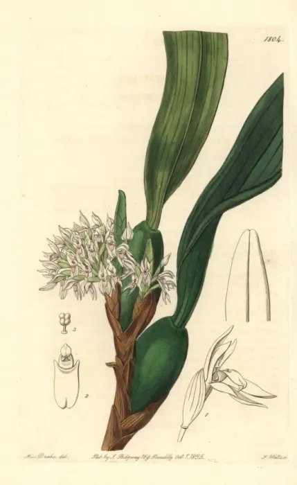 Framed Print : Camaridium densum orchid Framed Print : Camaridium densum orchid