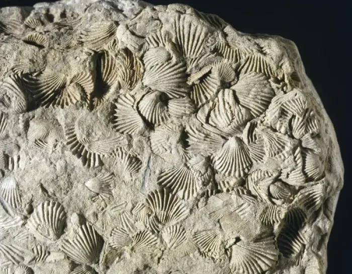 Framed Print : Camarotoechi, brachiopod Framed Print : Camarotoechi, brachiopod