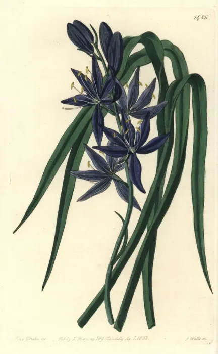 Framed Print : Camash, Camassia quamash
