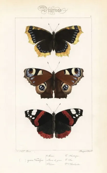 Framed Print : Camberwell beauty, peacock and red admiral butterflies