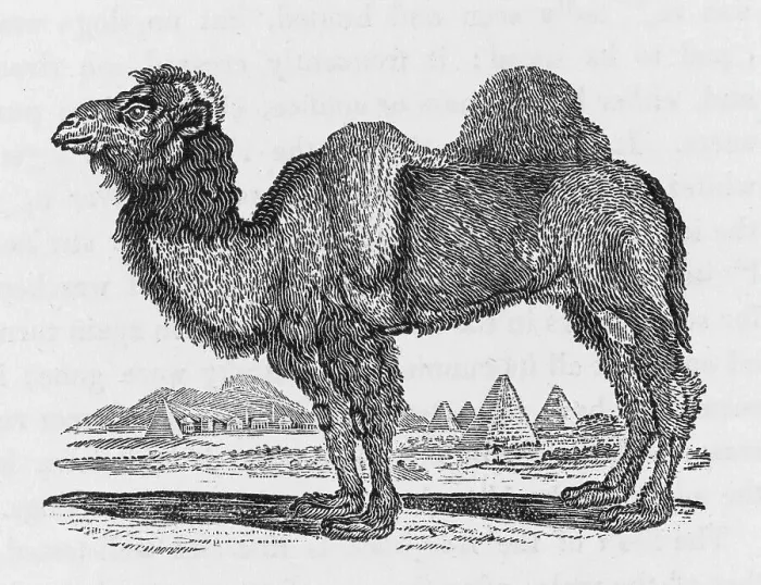 Framed Print : CAMEL (BEWICK) Framed Print : CAMEL (BEWICK)