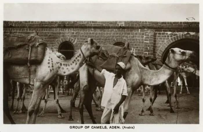 Framed Print : Camel caravan, Aden Framed Print : Camel caravan, Aden
