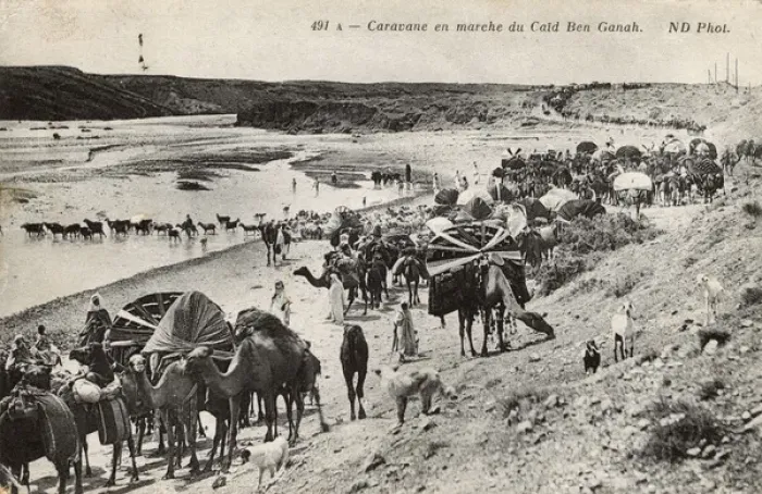 Framed Print : Camel caravan in Biskra district, Algeria Framed Print : Camel caravan in Biskra district, Algeria