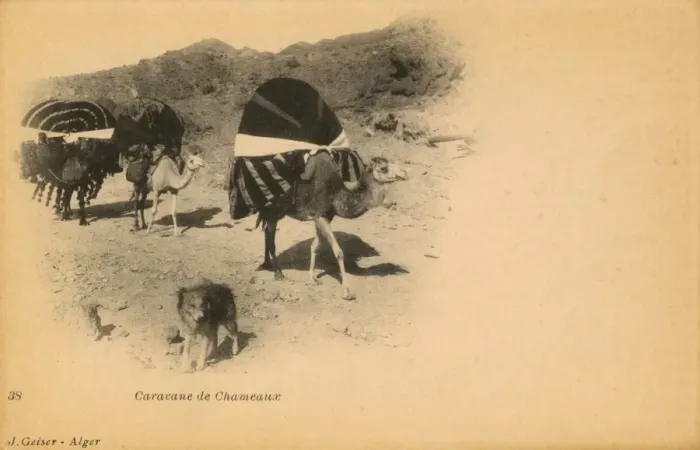 Framed Print : Camel caravan and dog in Algeria Framed Print : Camel caravan and dog in Algeria