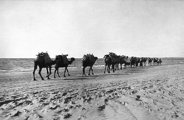 Camel caravan near the sea, Holy Land