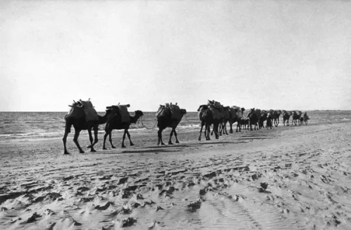 Framed Print : Camel caravan near the sea, Holy Land Framed Print : Camel caravan near the sea, Holy Land
