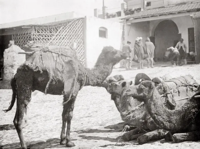 Framed Print : Camel caravan at rest, Tangier, Morocco, c. 1900 Framed Print : Camel caravan at rest, Tangier, Morocco, c. 1900