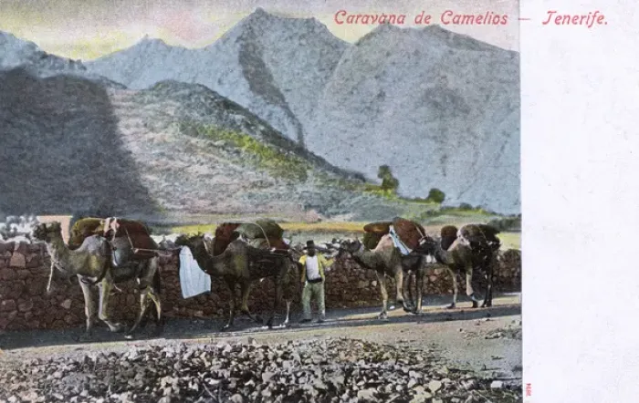 Framed Print : Camel Caravan (Train) - Tenerife, Spain Framed Print : Camel Caravan (Train) - Tenerife, Spain